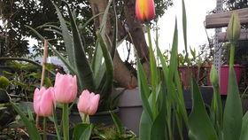 水仙花爆料视频大全最新,揭秘娱乐圈幕后真相  第3张